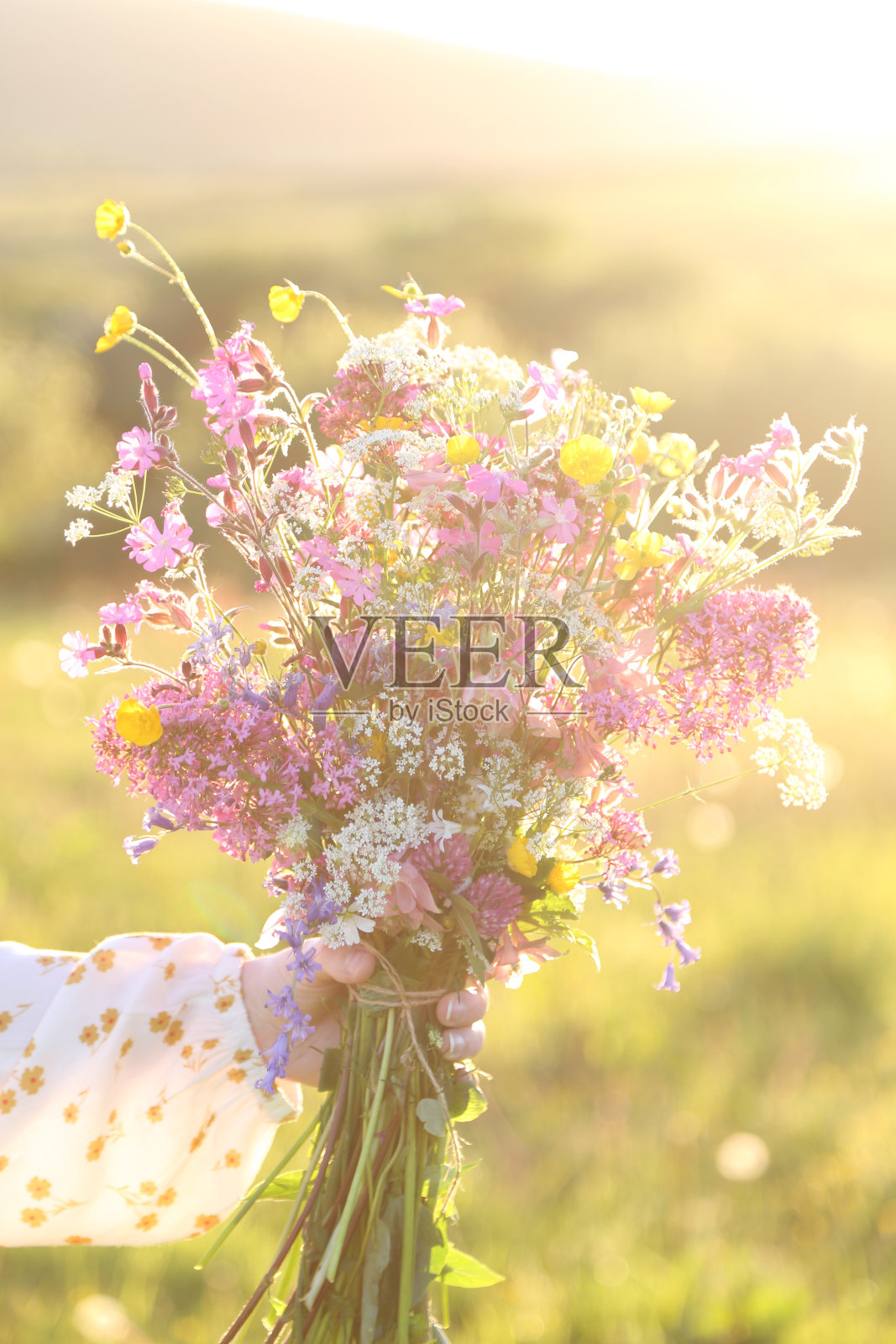 野花照片摄影图片