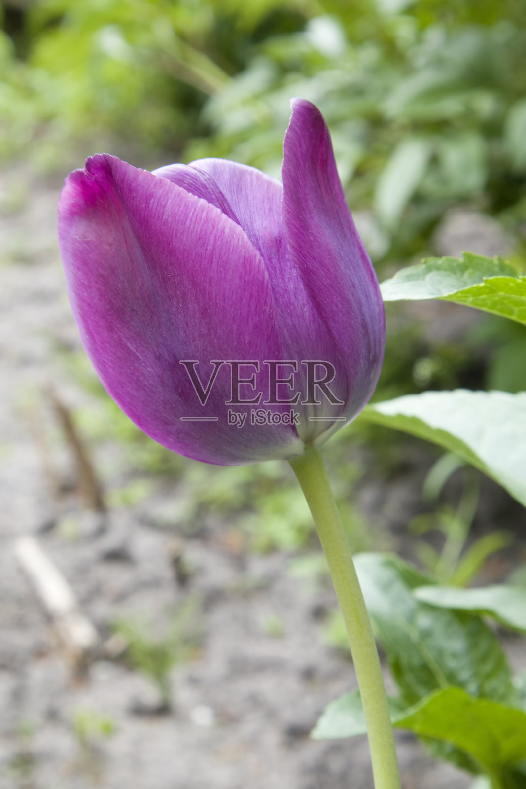 明亮的紫色郁金香在阳光下的草地上,背景模糊照片摄影图片