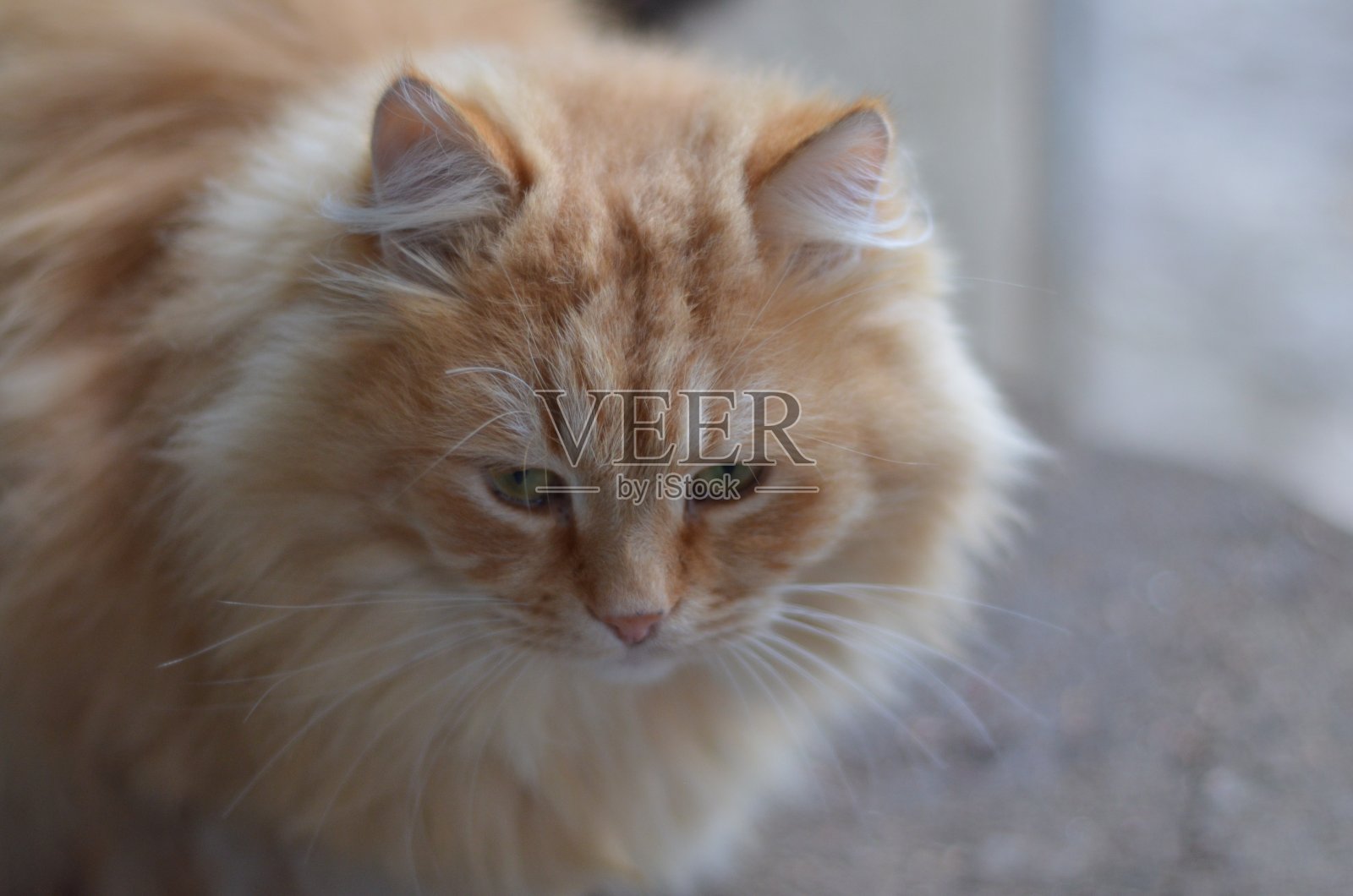 毛茸茸的宠物照片摄影图片