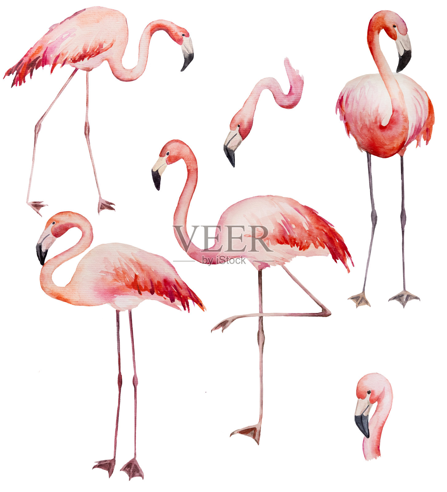 水彩粉红火烈鸟孤立插图插画图片素材
