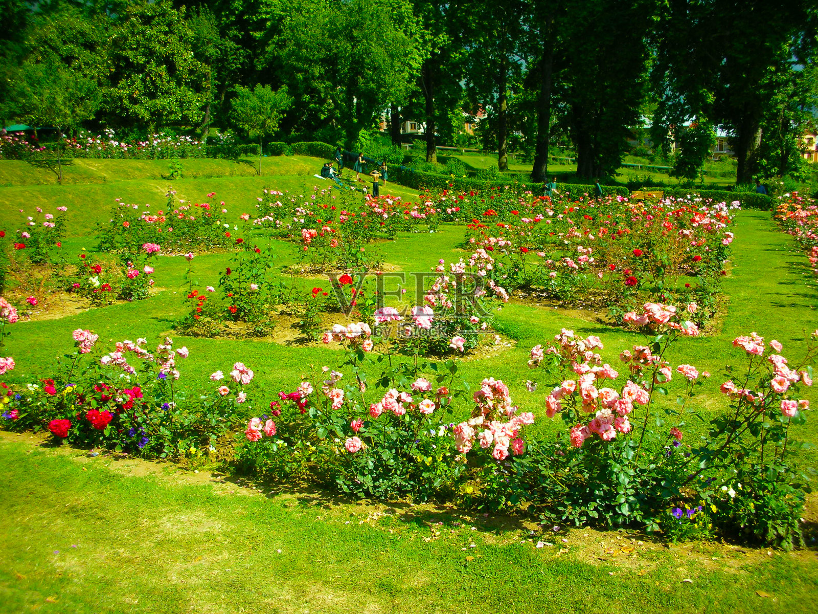 玫瑰花园照片摄影图片