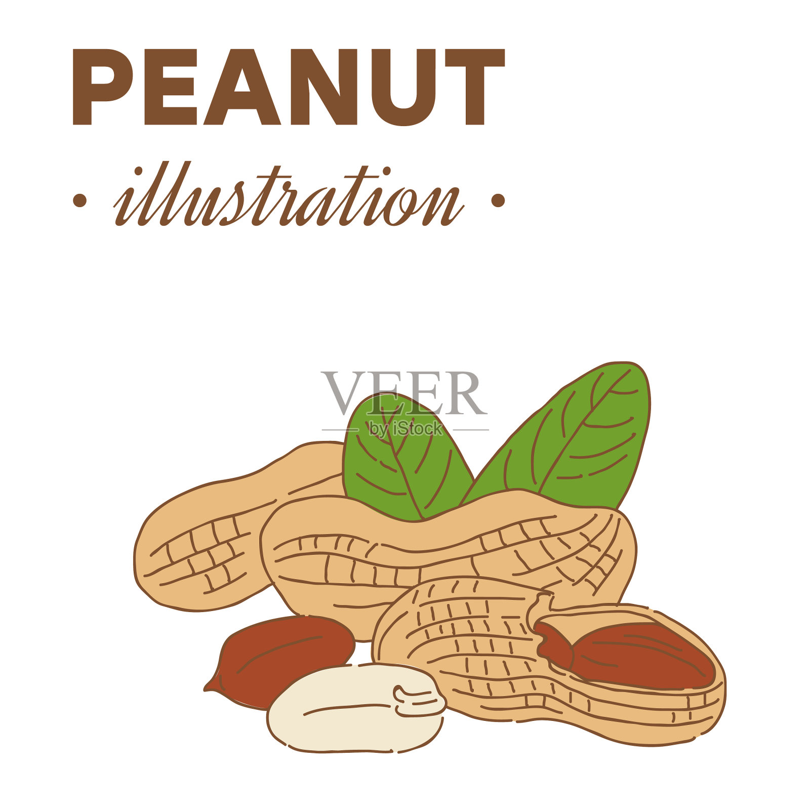 手绘花生的颜色插画图片素材