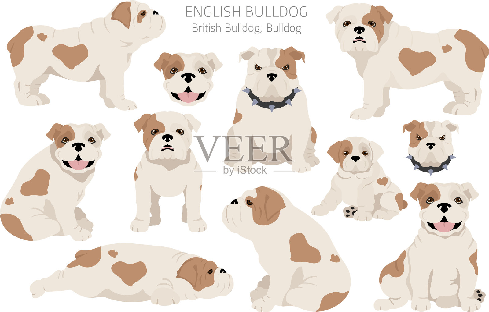 英国牛头犬剪不同姿势被毛插画图片素材