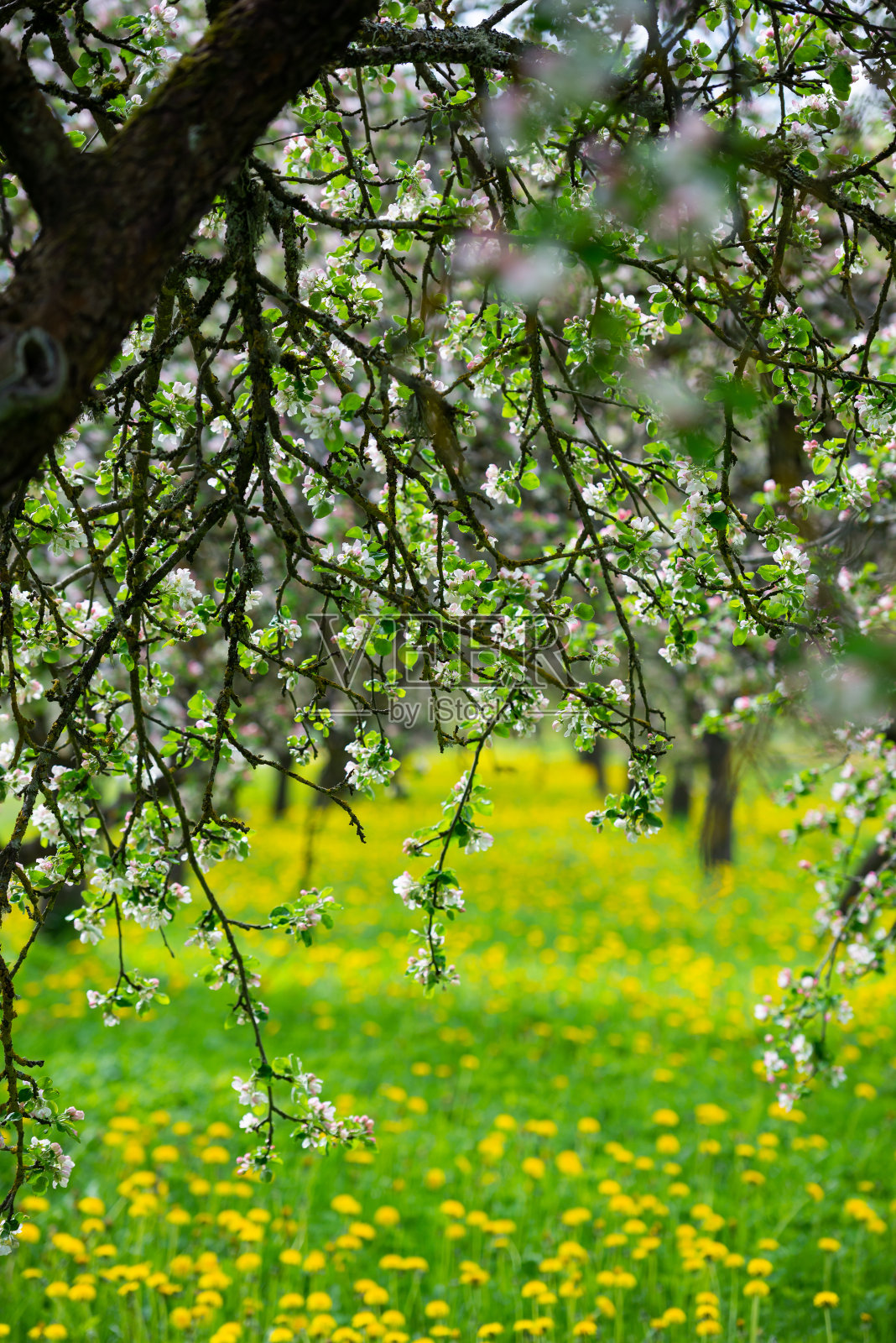 美丽的苹果园照片摄影图片