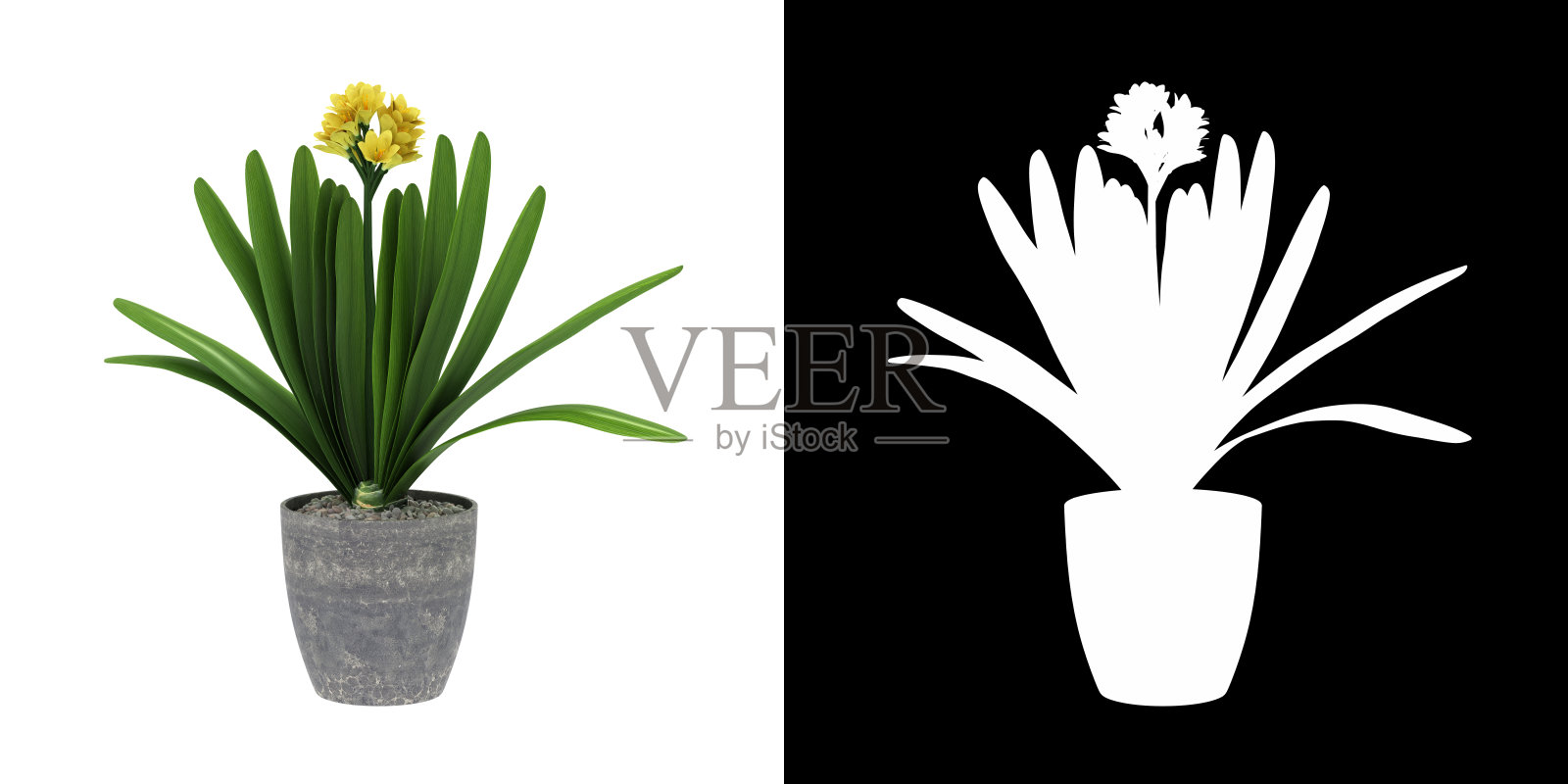 3D渲染盆景君子兰百合植物孤立在白色背景阿尔法通道照片摄影图片