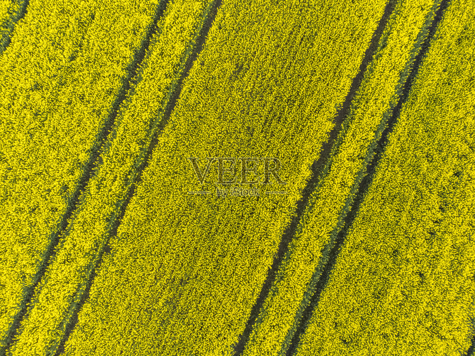 油菜或油菜种子植物生长在田野在春天照片摄影图片