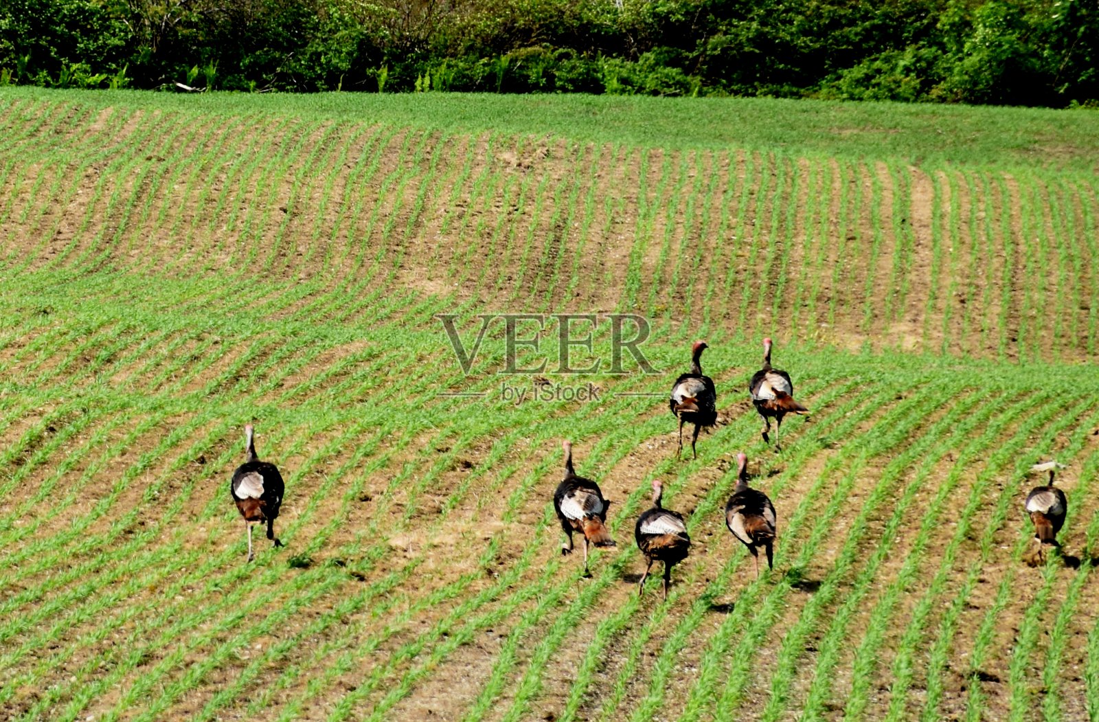 农业景观的高视角照片摄影图片