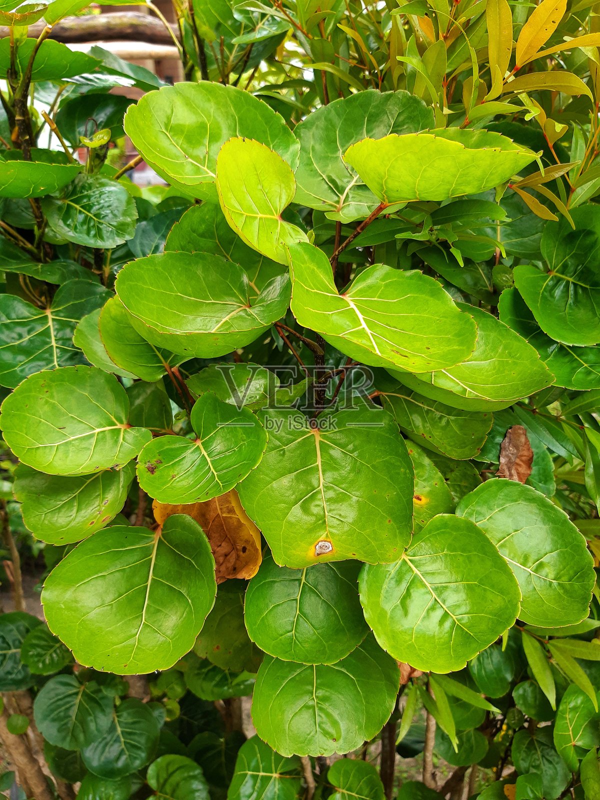 碗里的叶子照片摄影图片