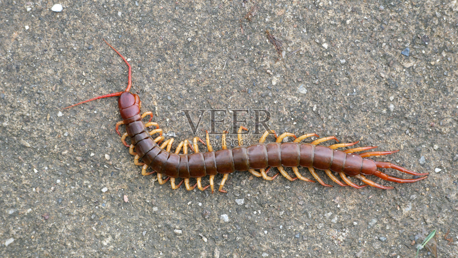 花园里危险的红色大蜈蚣。照片摄影图片