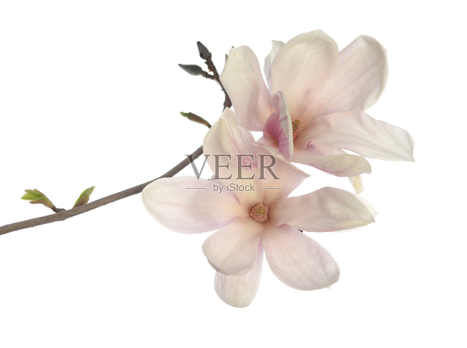 木兰的花照片摄影图片