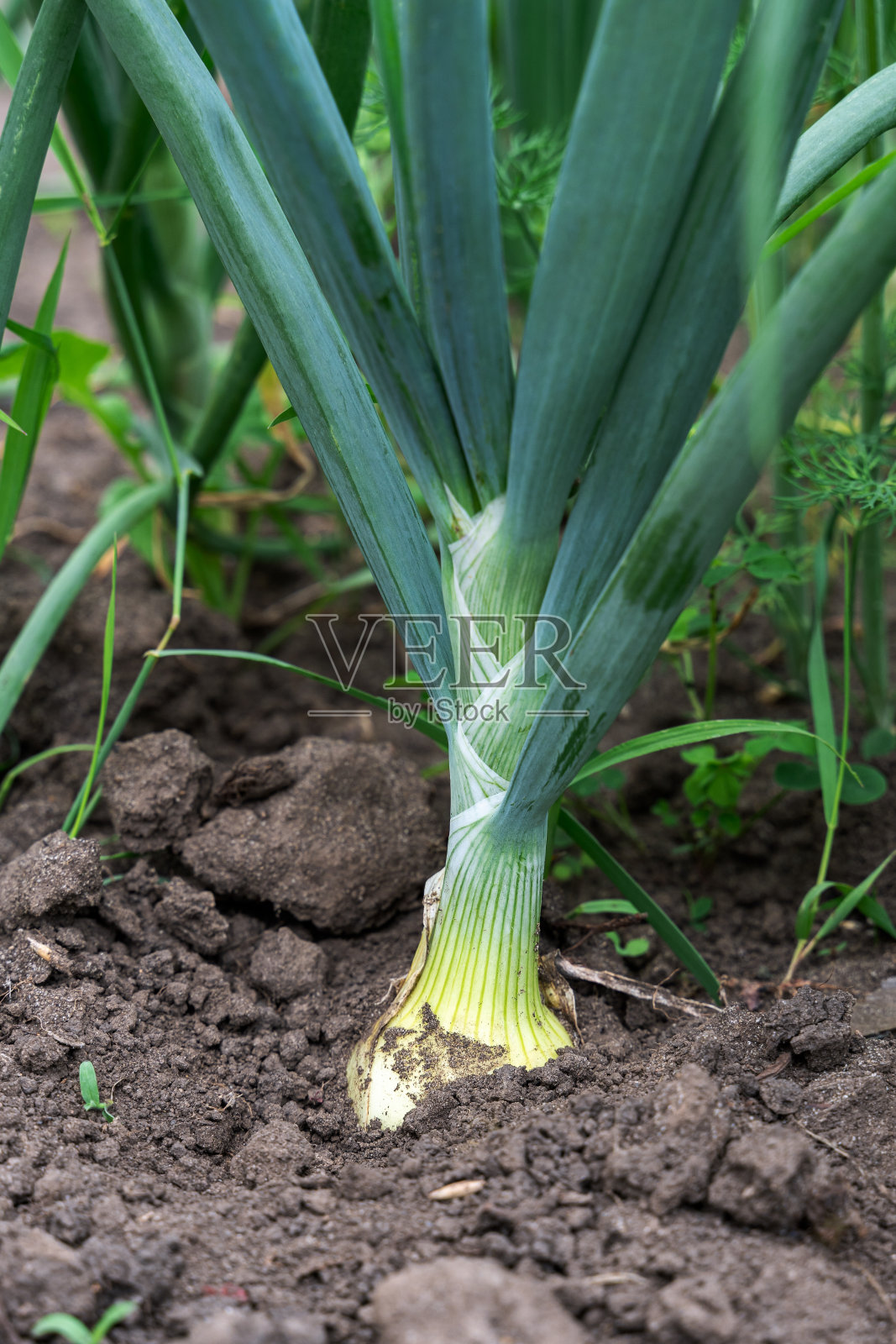 绿洋葱生长在花园里。在蔬菜园里种植洋葱的特写。照片摄影图片