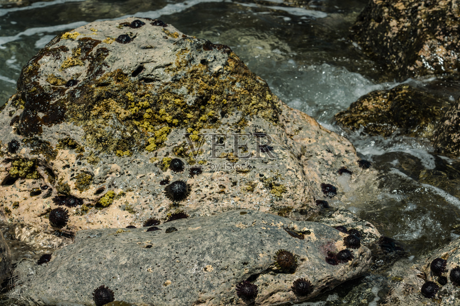 美丽 Turbinaria 藻类,卡埃纳角州立公园,瓦胡岛,夏威夷照片摄影图片