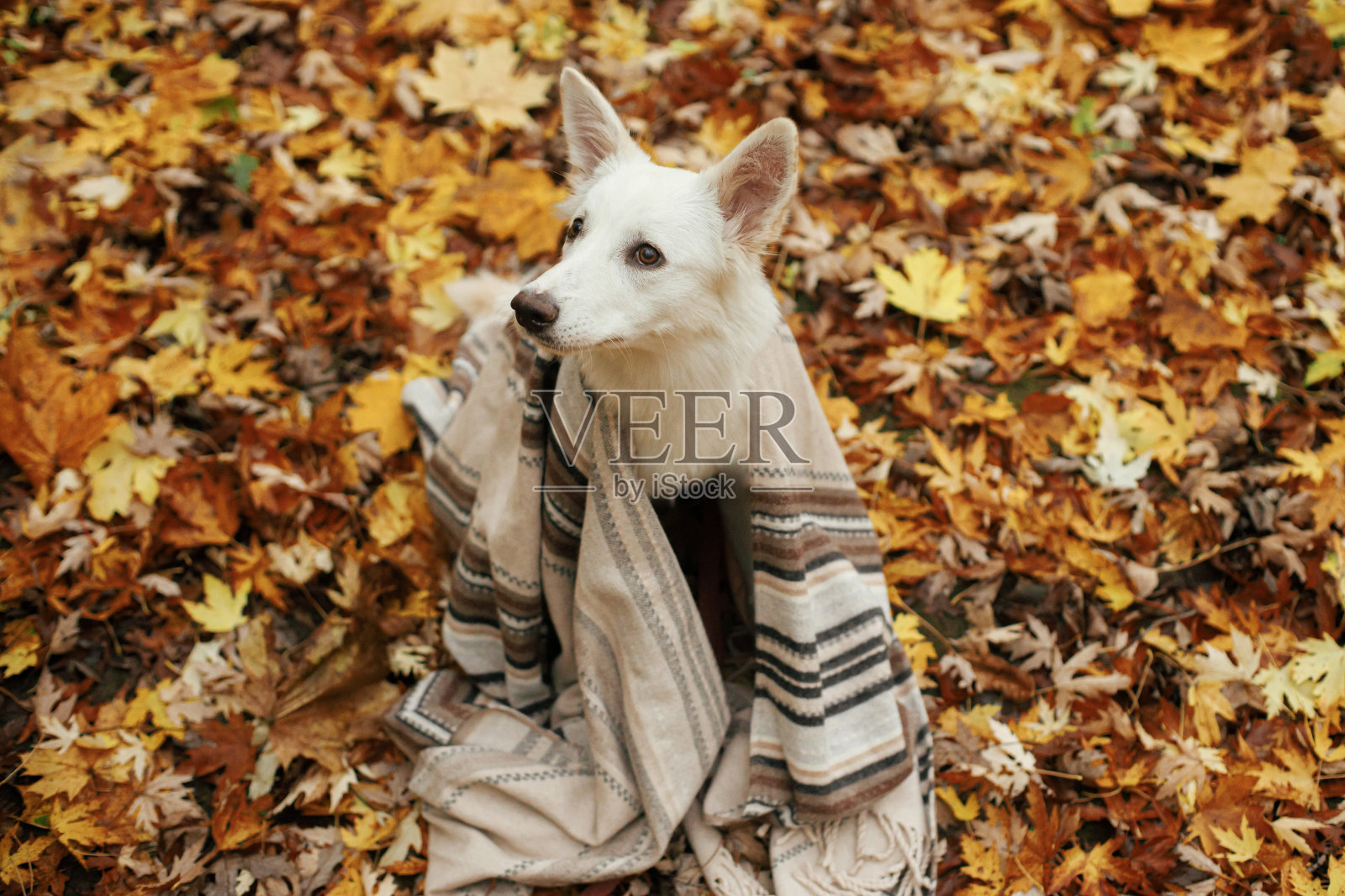 美丽可爱的狗坐在舒适的毯子下,在秋天的树林里的落叶。可爱的白色瑞士牧羊犬幼犬覆盖格子放松在秋天的树叶背景。本空间照片摄影图片
