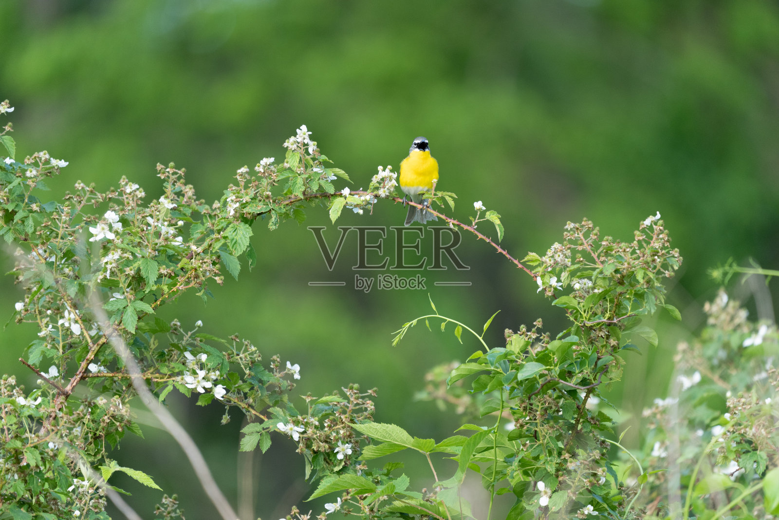 黄色襟聊天照片摄影图片