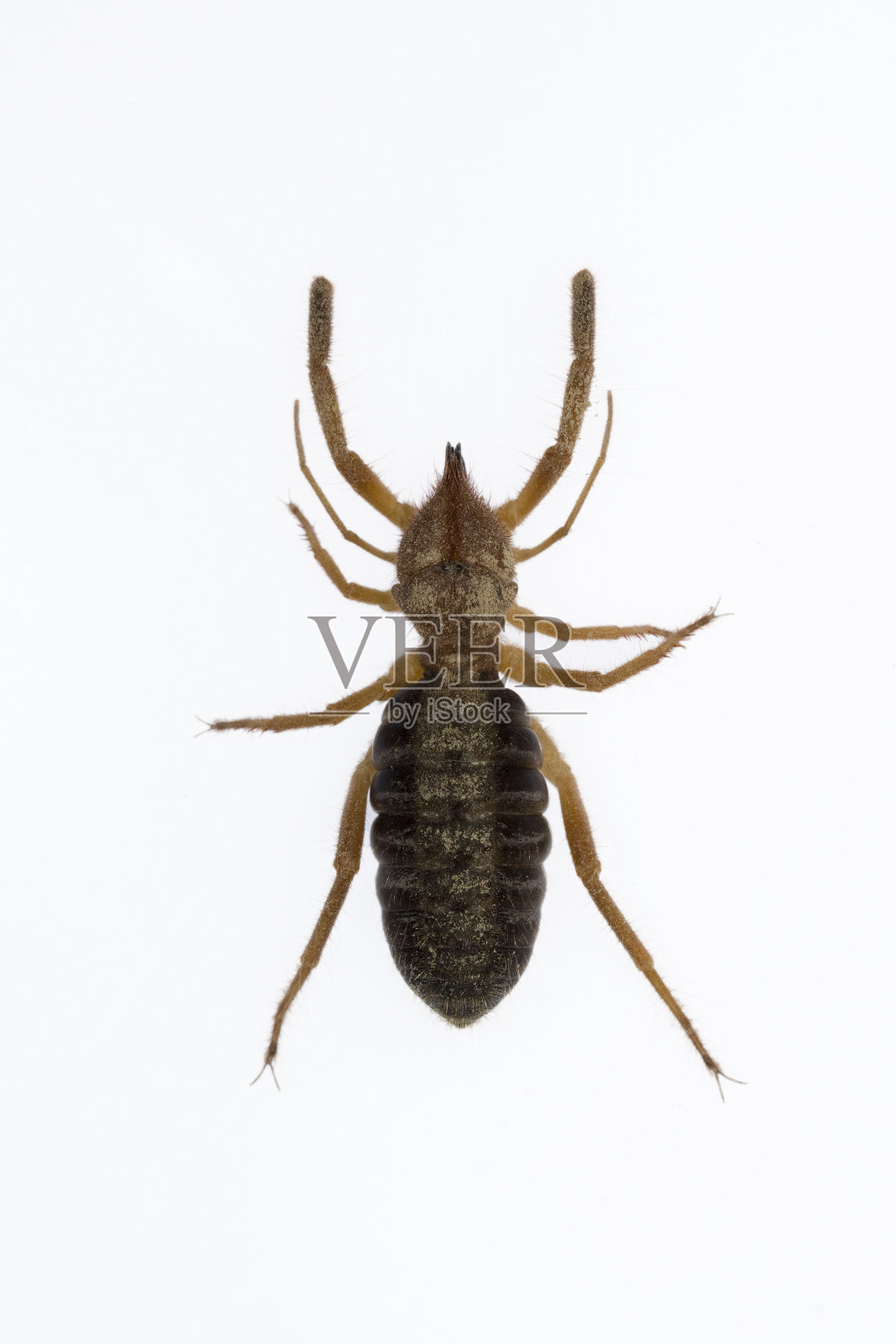 白色背景上的蜘蛛照片摄影图片