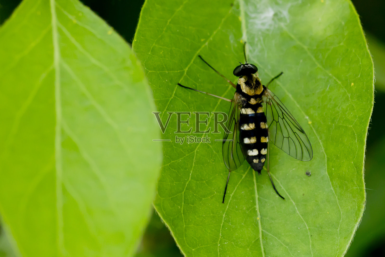 叶子上有黑色和金色的飞虫照片摄影图片