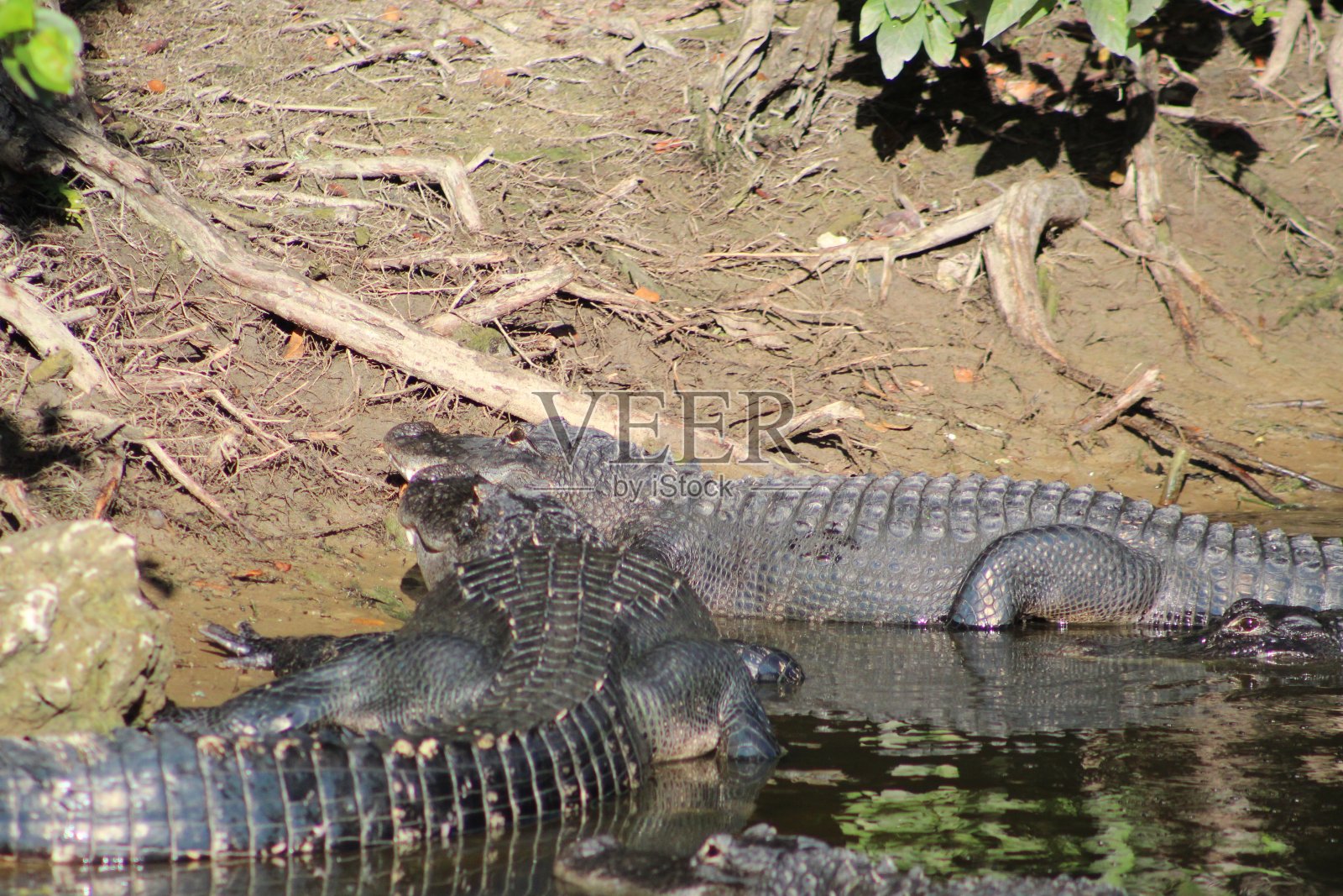 短吻鳄聚集在路易斯安那沼泽照片摄影图片