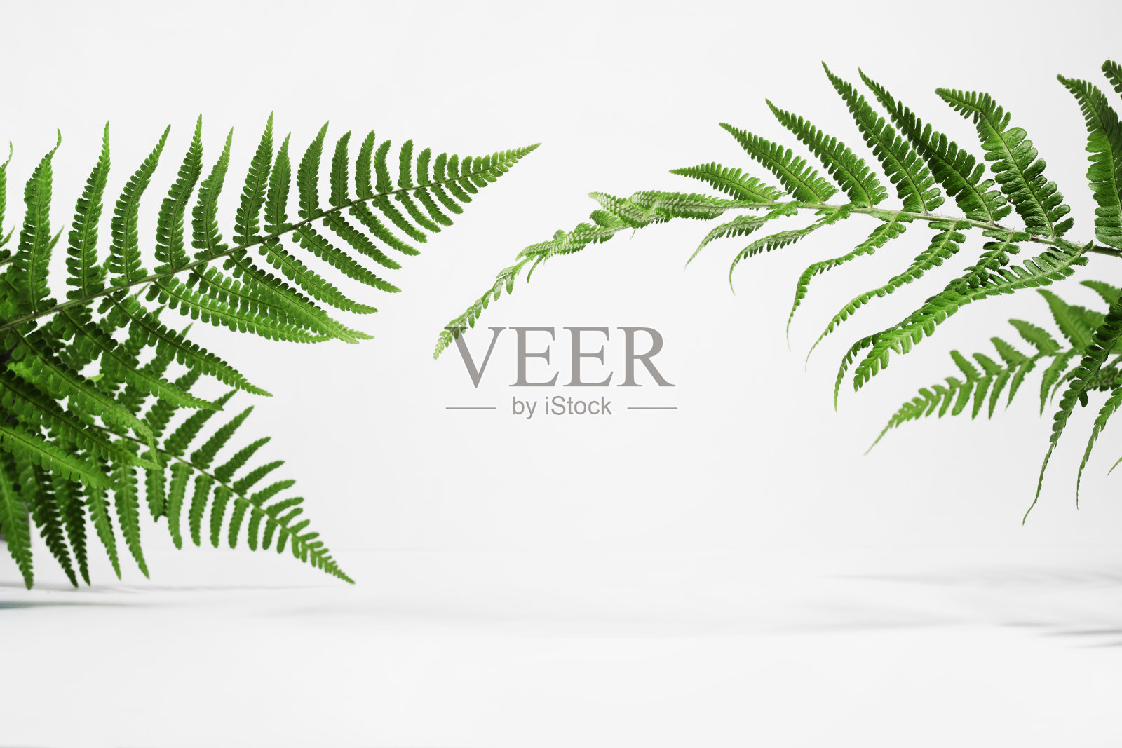 在阳光和阴影的白色背景上的彩色热带蕨类叶子的创造性布局。最小的夏季异国情调概念与复制空间。照片摄影图片