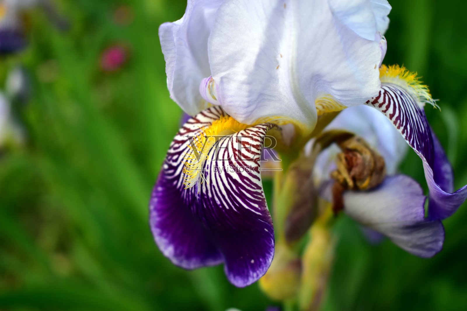 鸢尾花瓣在花园里特写照片摄影图片