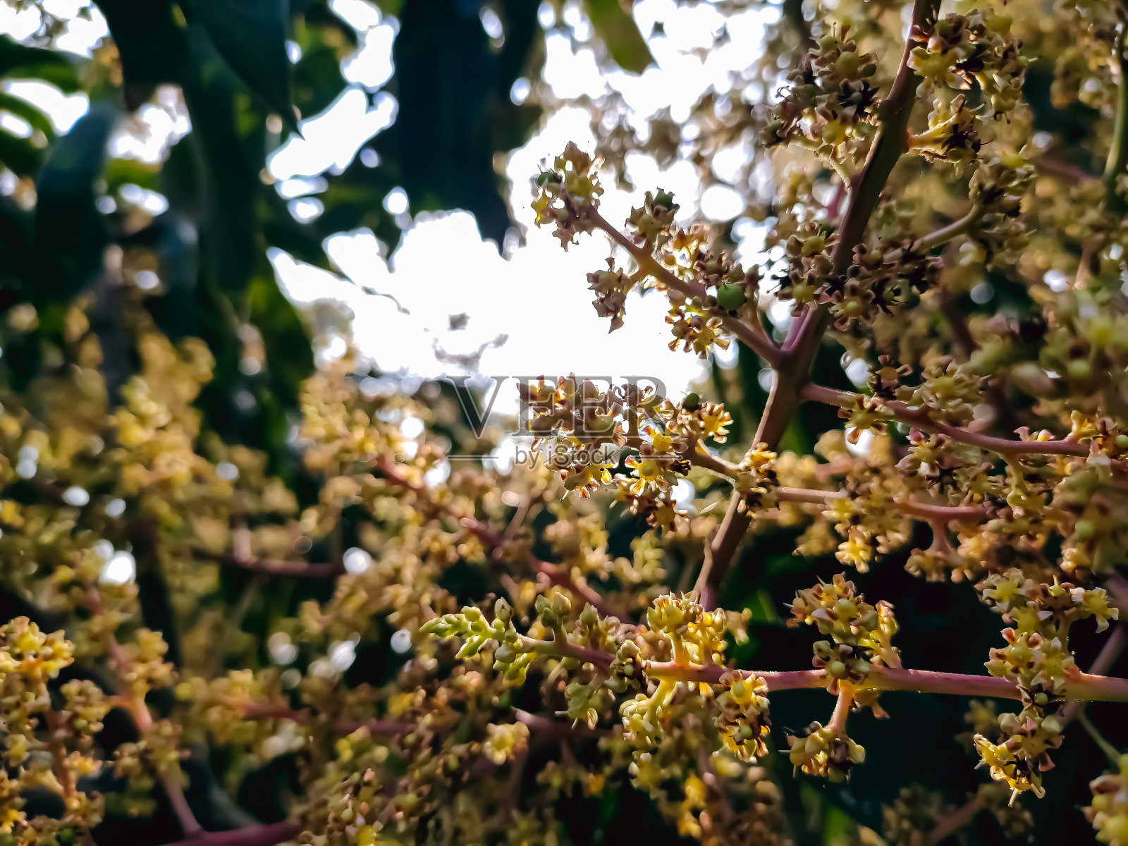 这是印度冬季早晨的芒果花特写微距拍摄。照片摄影图片