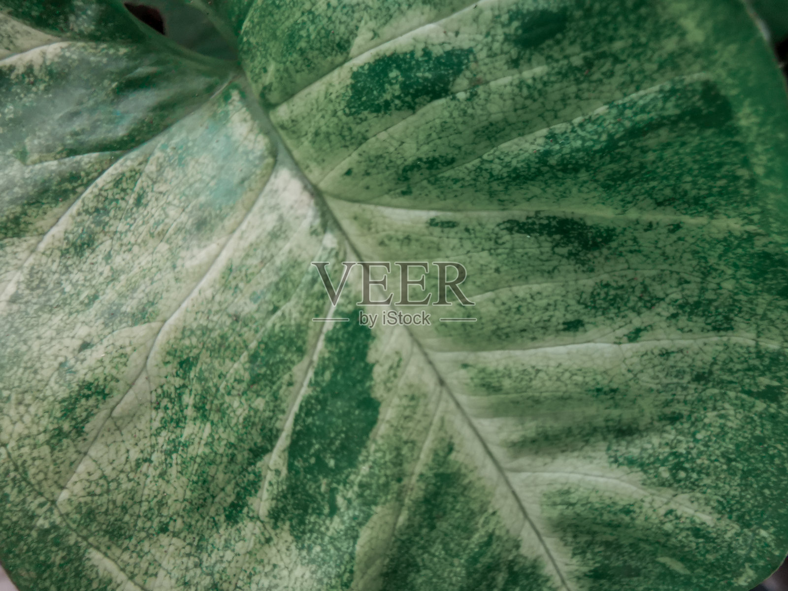 新鲜的绿叶纹理微距特写。照片摄影图片