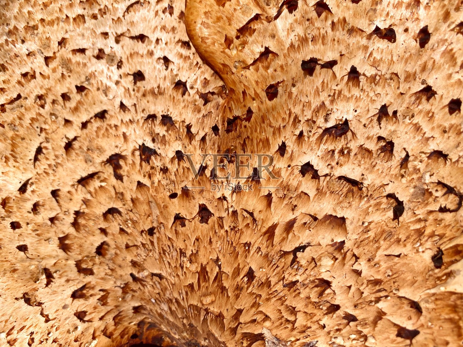 天然树木蘑菇背景和纹理:多孔菌照片摄影图片