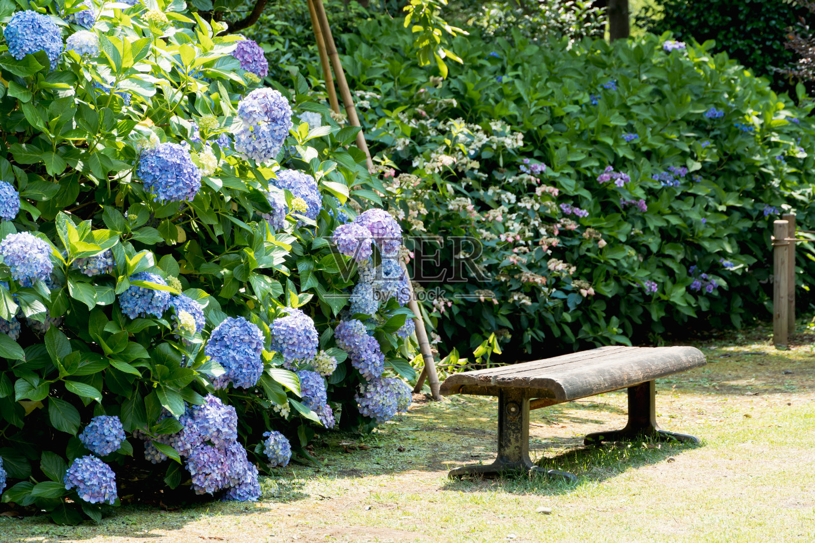 绣球花在雨季六月初。照片摄影图片