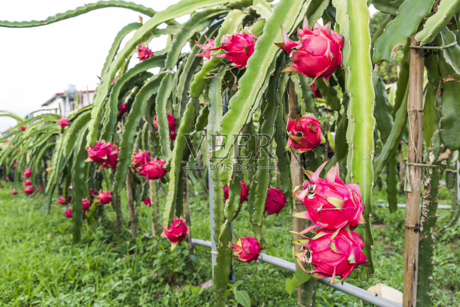 特写火龙果树上的火龙果照片摄影图片