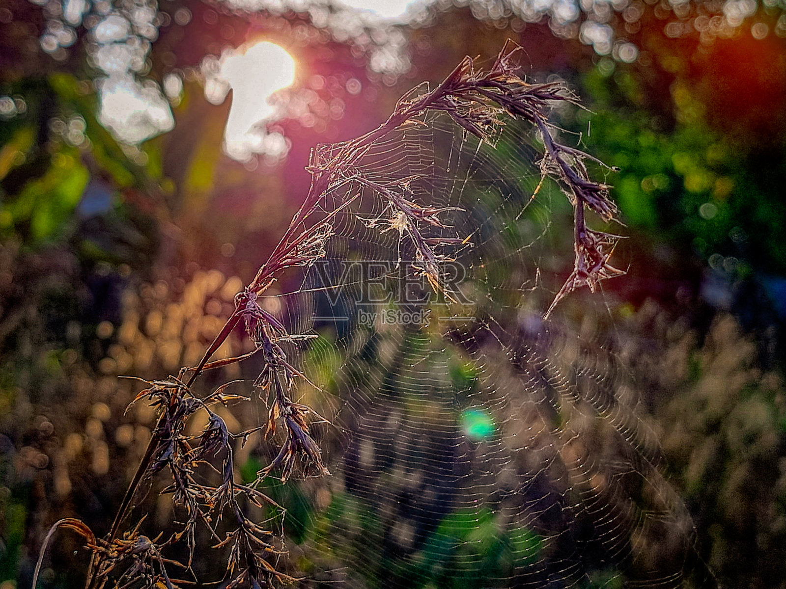 清晨的阳光照在编织的建筑上!照片摄影图片