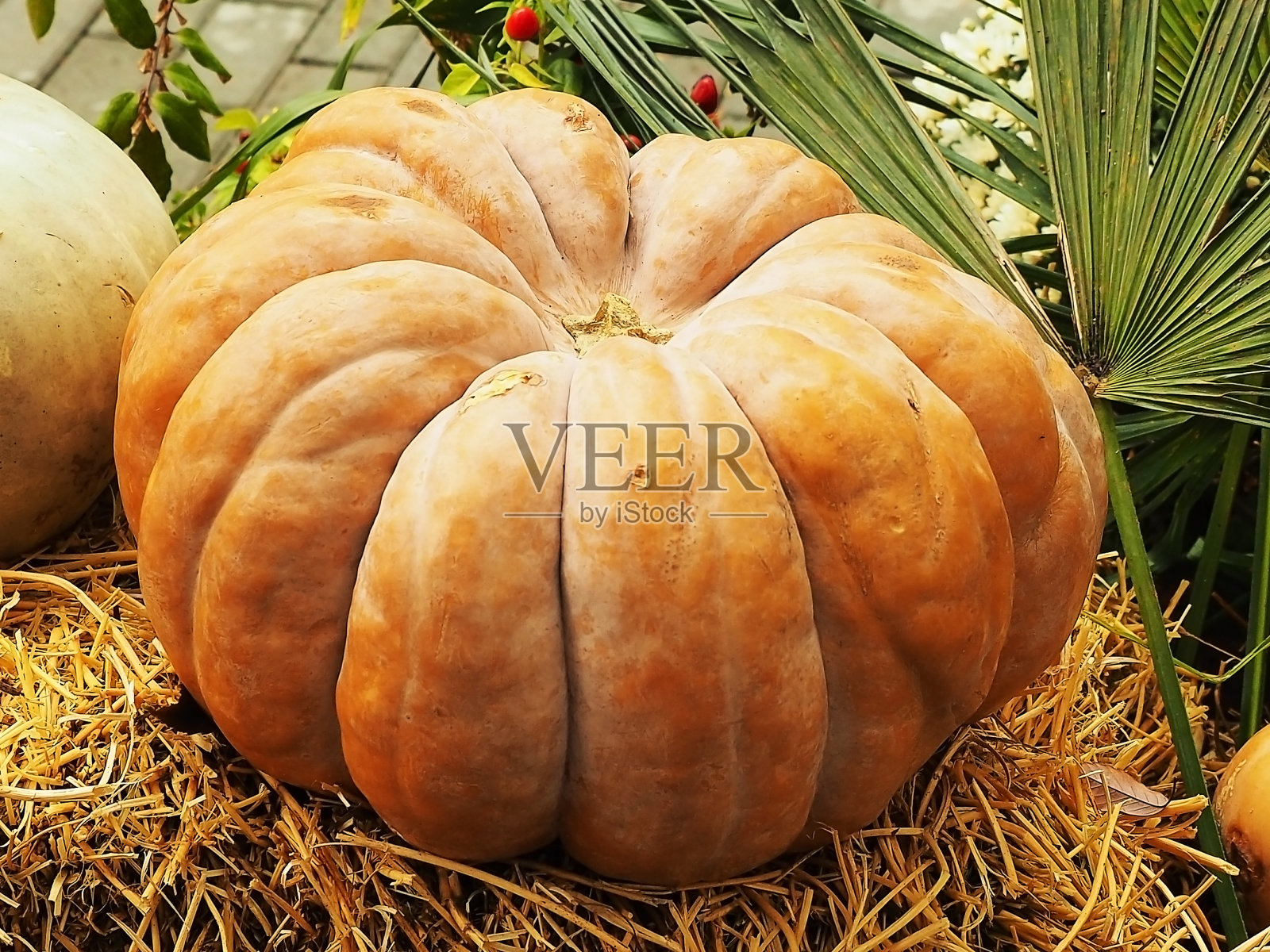 一个红色的大南瓜站在公园的干草里。街万圣节组成照片摄影图片