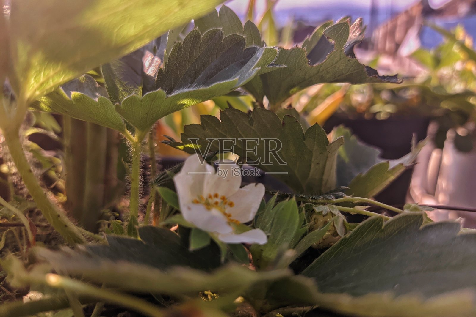 带花的草莓照片摄影图片