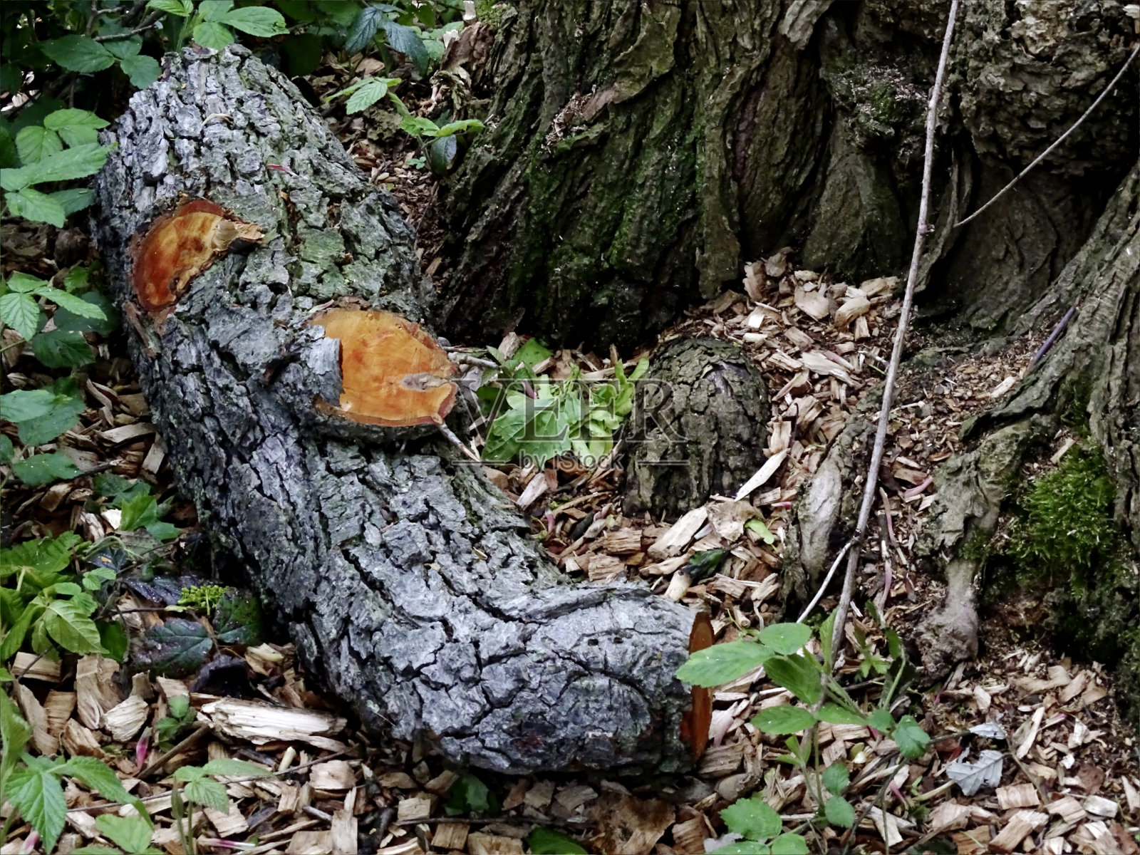 红色的木头照片摄影图片