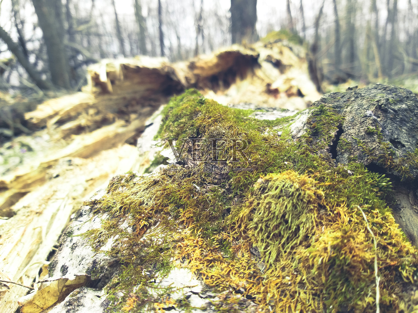 抽象背景纹理木苔照片摄影图片