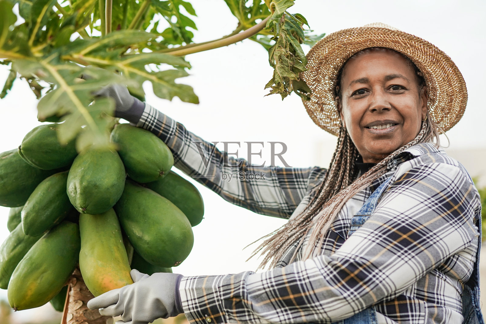 非洲妇女在有机农场工作-黑人农民抓取新鲜木瓜照片摄影图片