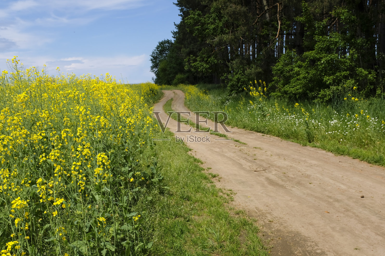 一条蜿蜒的野路。盛开的油菜籽。黄色的油菜花田。照片摄影图片