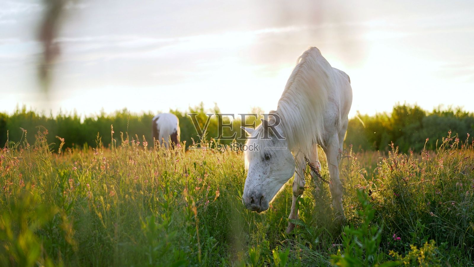 两匹马,白色的和栗色的。两匹马,白色和棕色,在夏季的草地上吃草。照片摄影图片