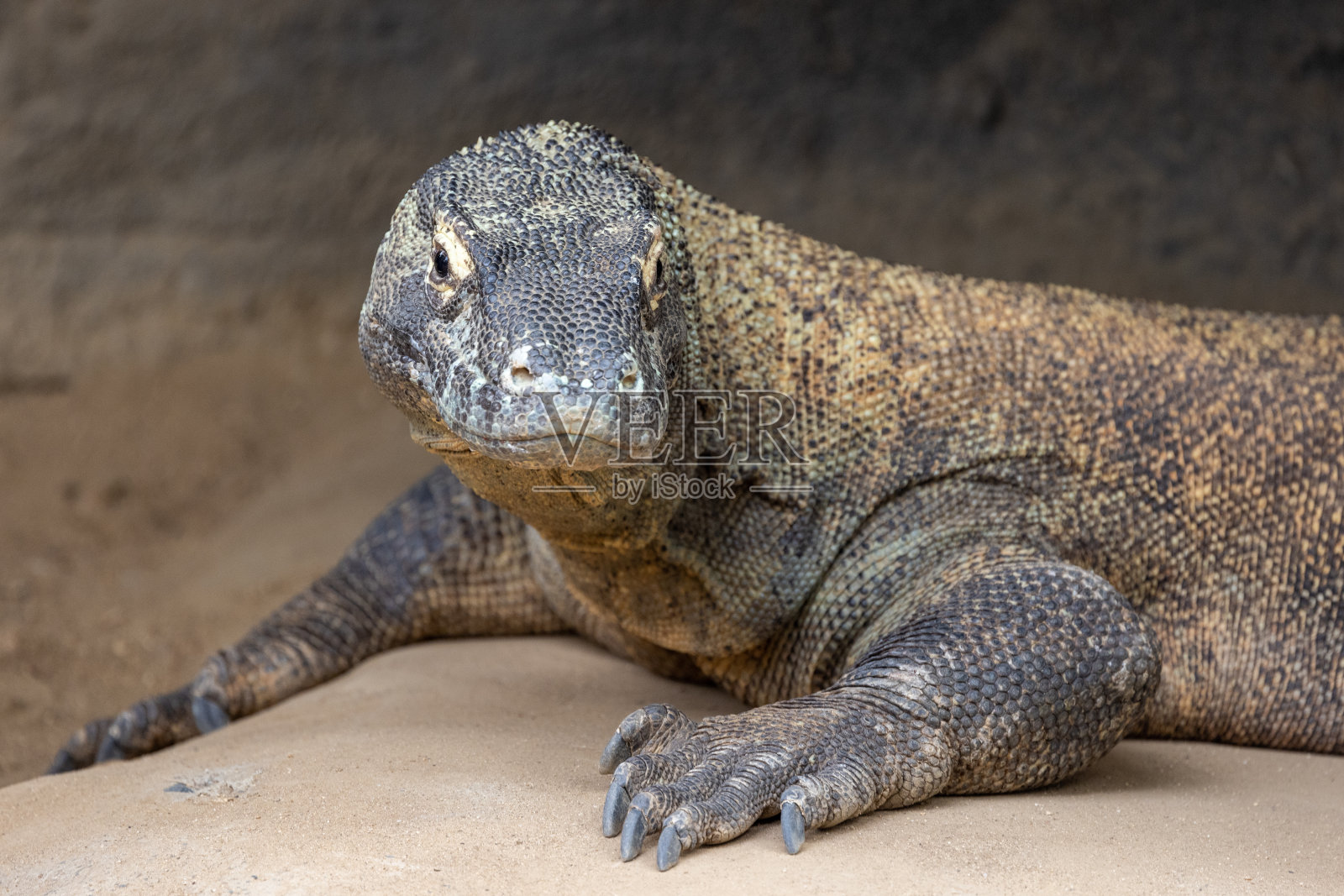 科莫多巨蜥照片摄影图片