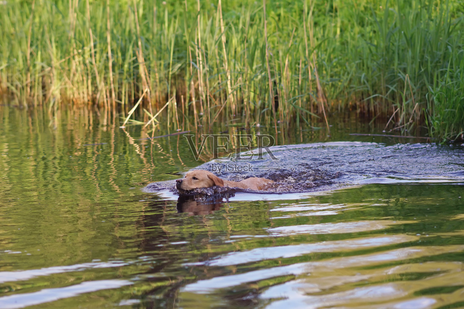 快乐的黄色拉布拉多寻回犬在夏天游泳在芦苇附近照片摄影图片