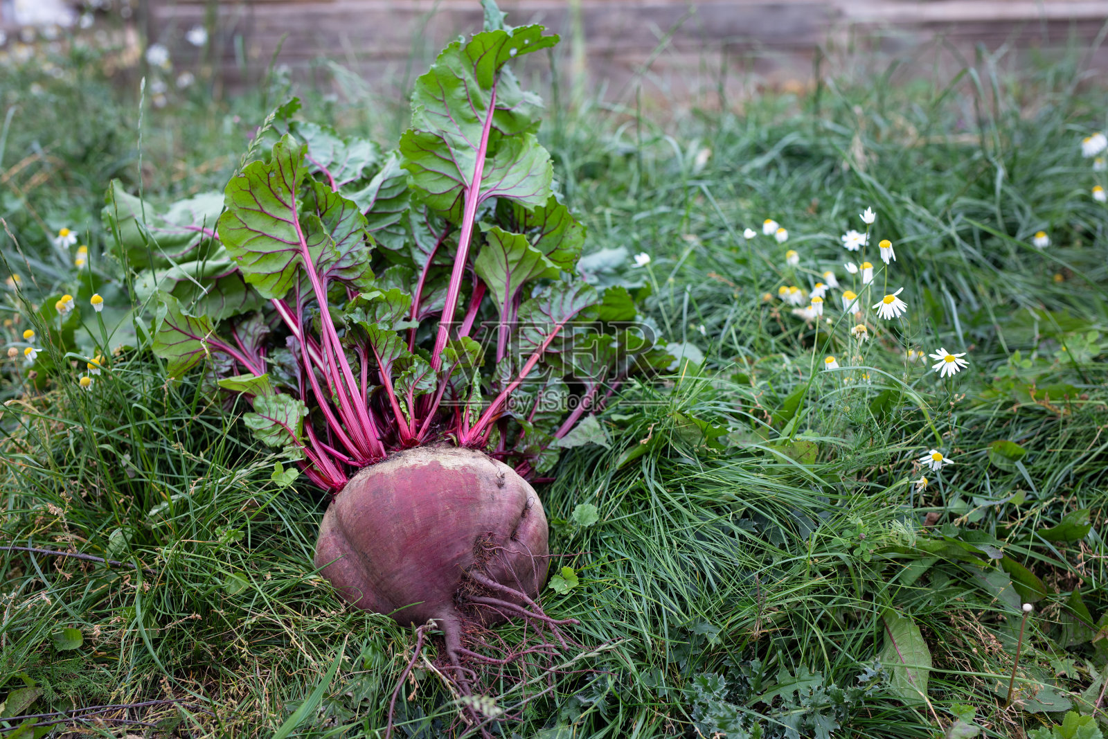 有机大红甜菜根在花园的背景。照片摄影图片