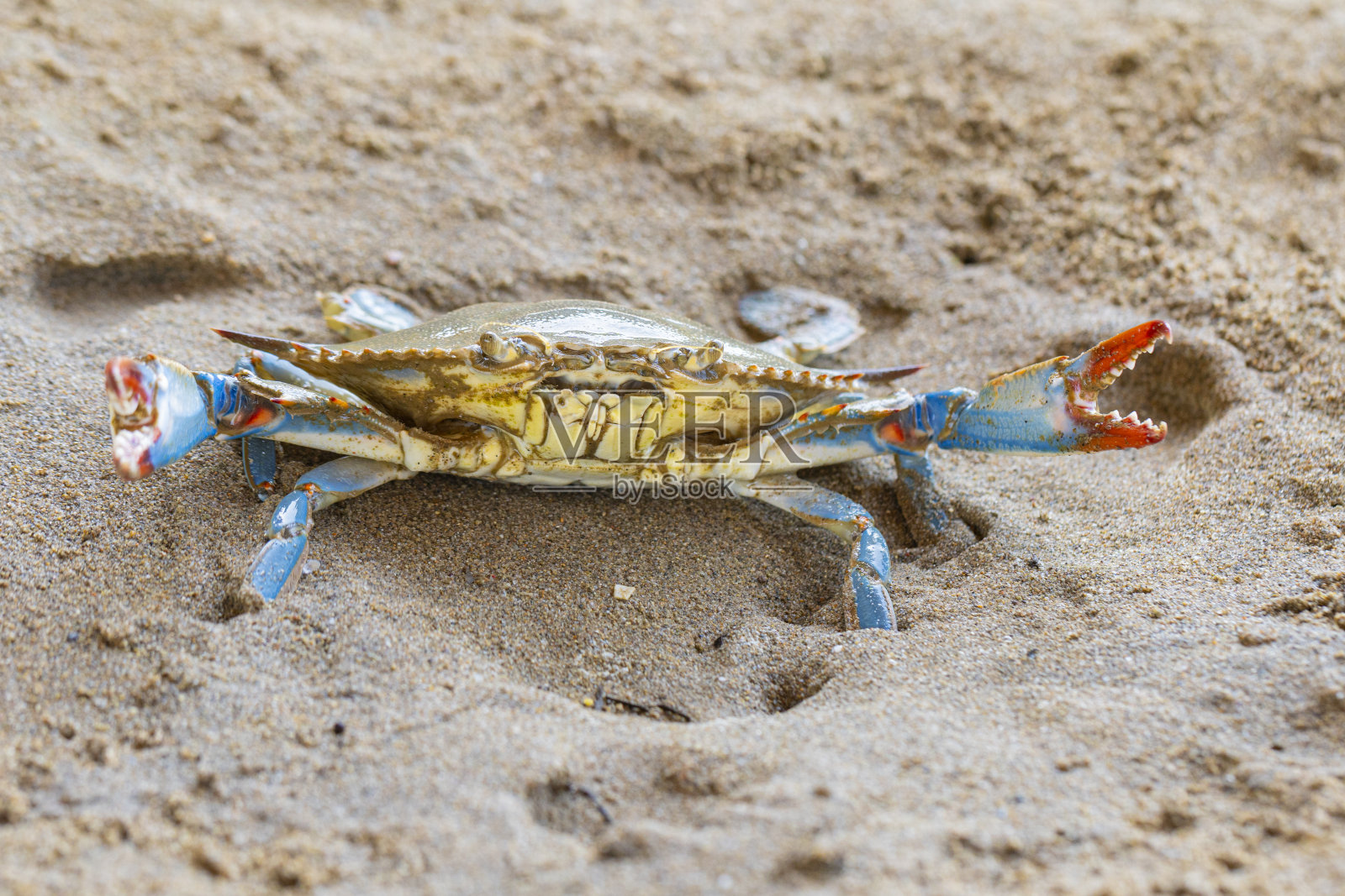 巴塞罗那加瓦海滩上的大西洋蓝蟹照片摄影图片