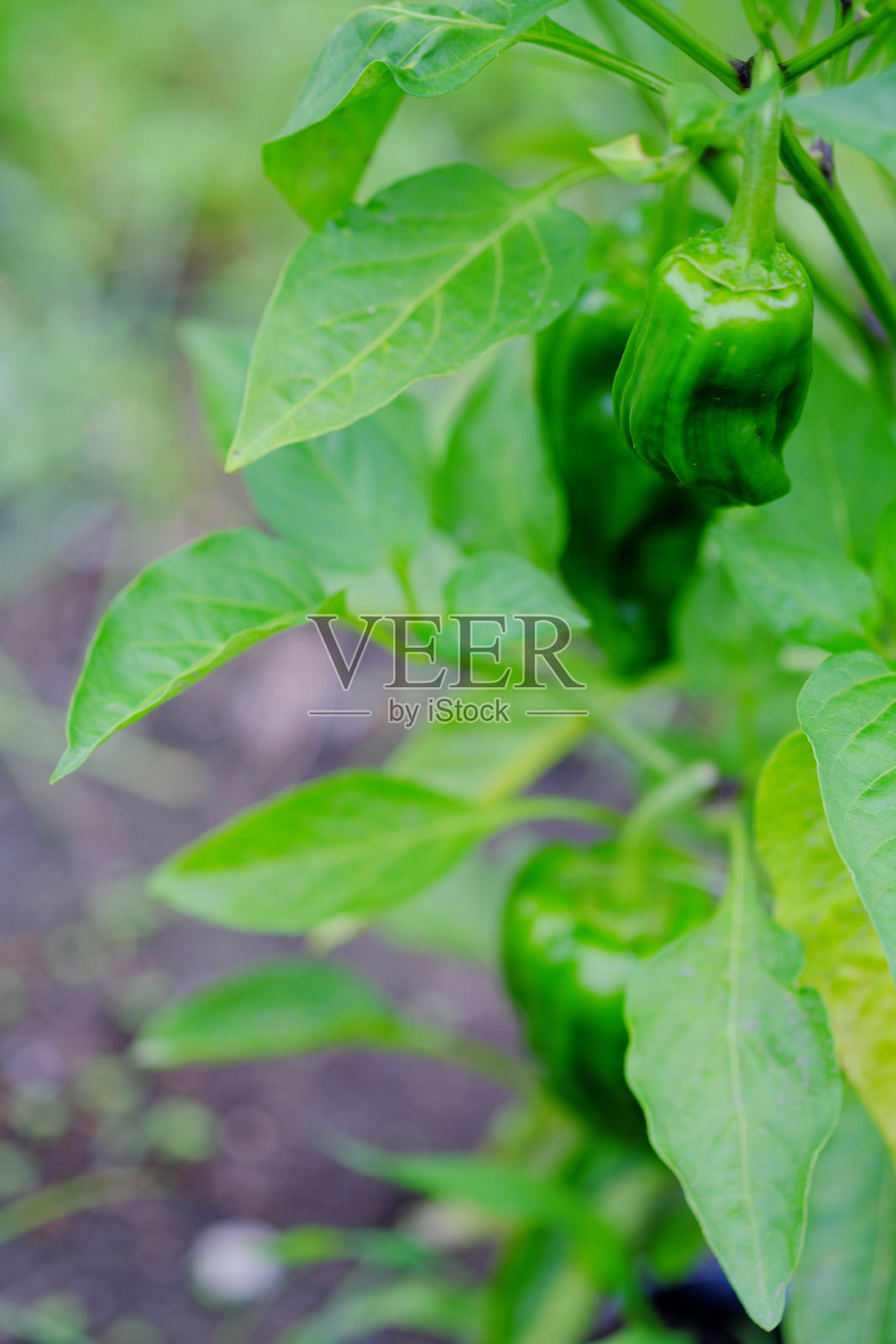 果期绿辣椒照片摄影图片