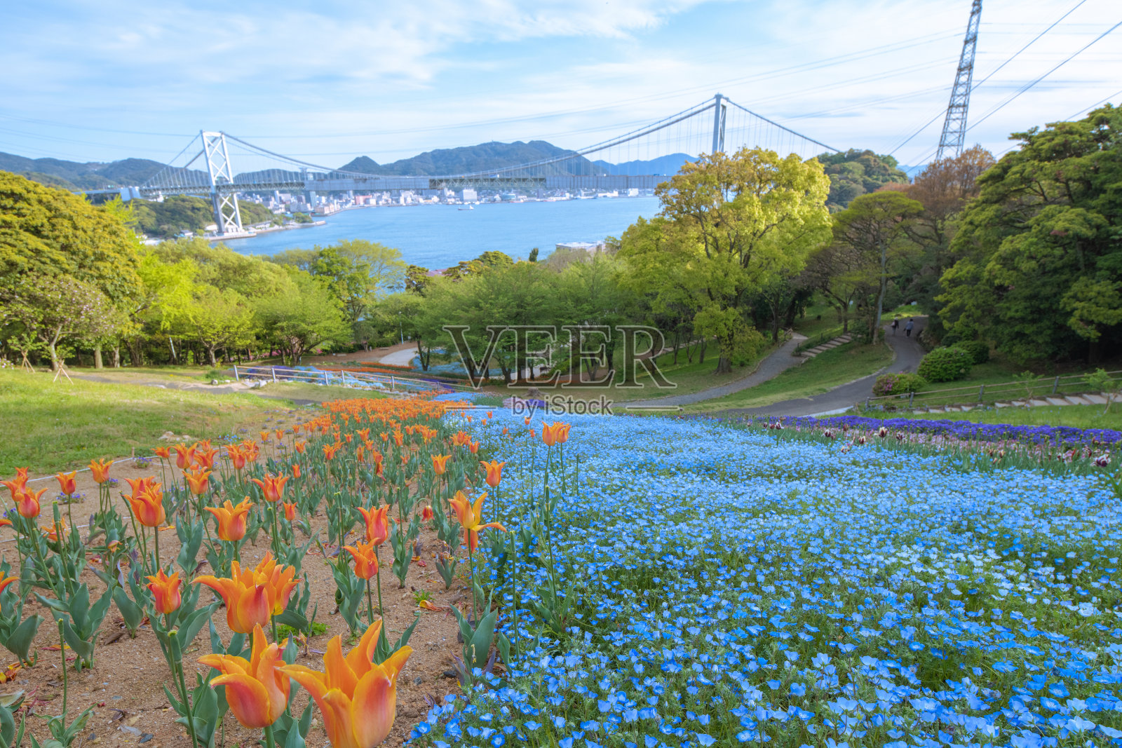 美丽的田花盛开的日山公园在春天照片摄影图片