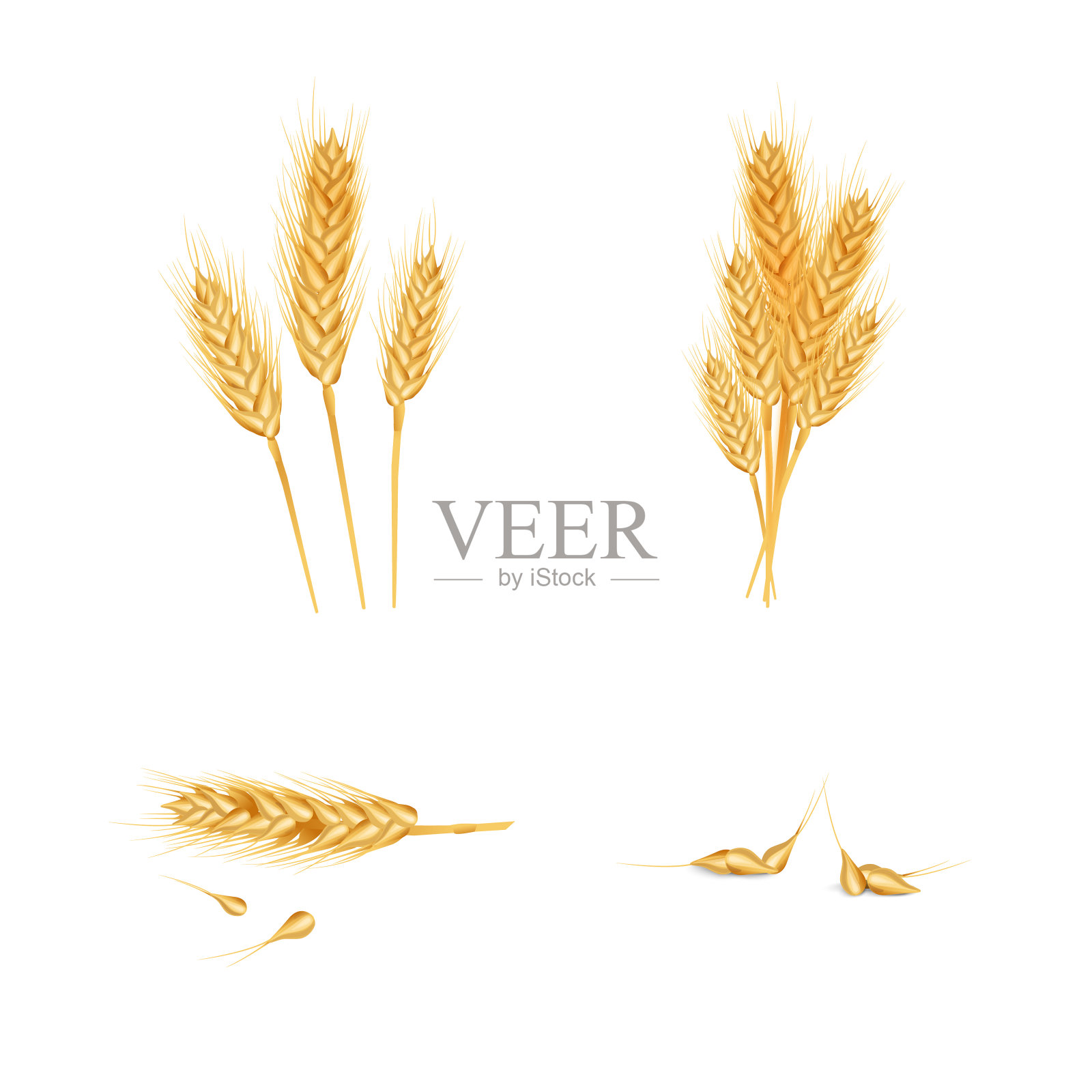 成熟的麦穗和谷物设计元素套装,适用于有机产品、面包店和农业插画图片素材