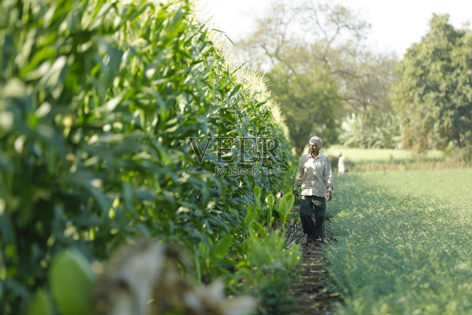 年轻的印度农民在玉米地里照片摄影图片