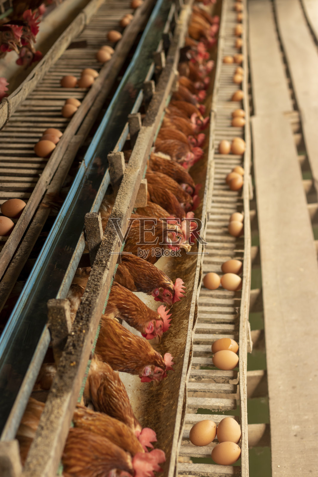 养鸡场选蛋点,母鸡做食,养鸡场有蛋照片摄影图片