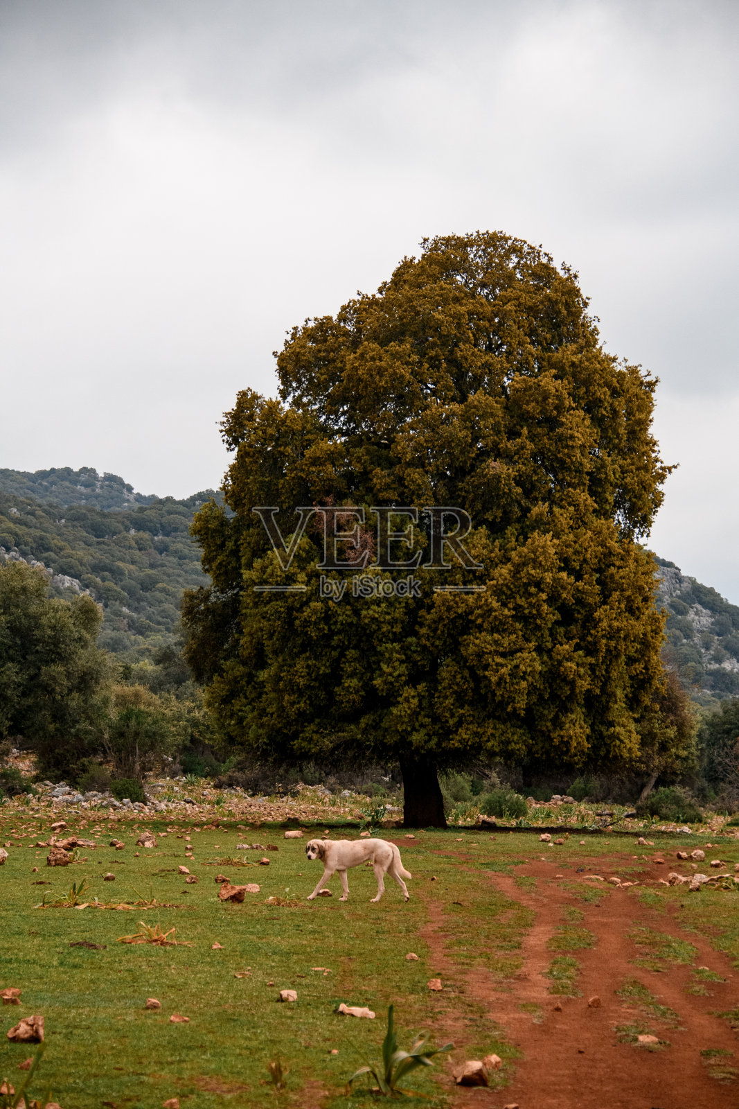 一棵大树长在草地上的美丽景色照片摄影图片