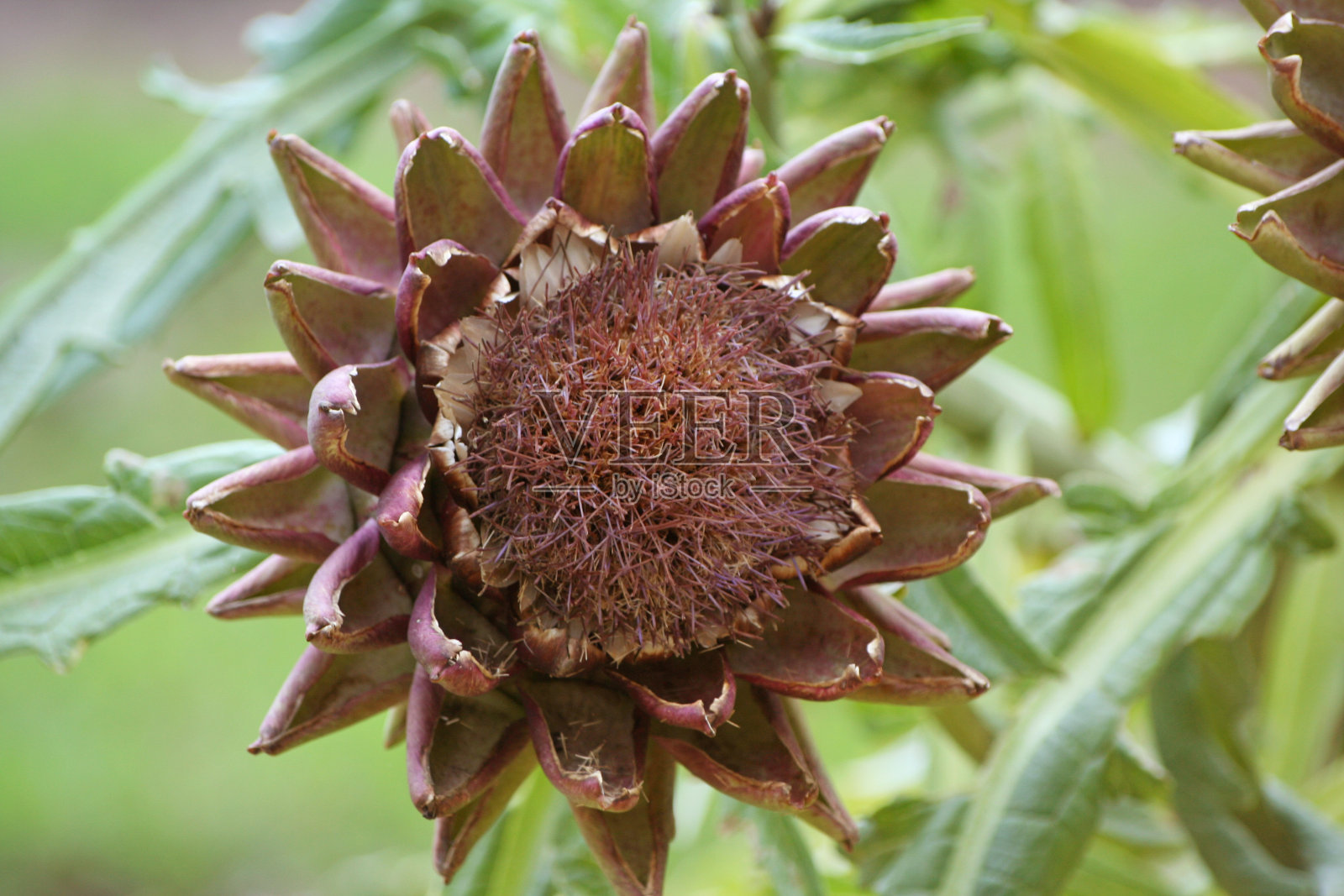花园中盛开的紫朝鲜蓟浅自由度生长照片摄影图片