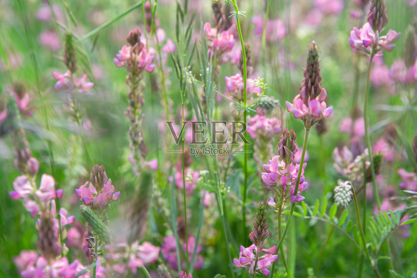 有粉红色花朵的小羽扇豆田照片摄影图片