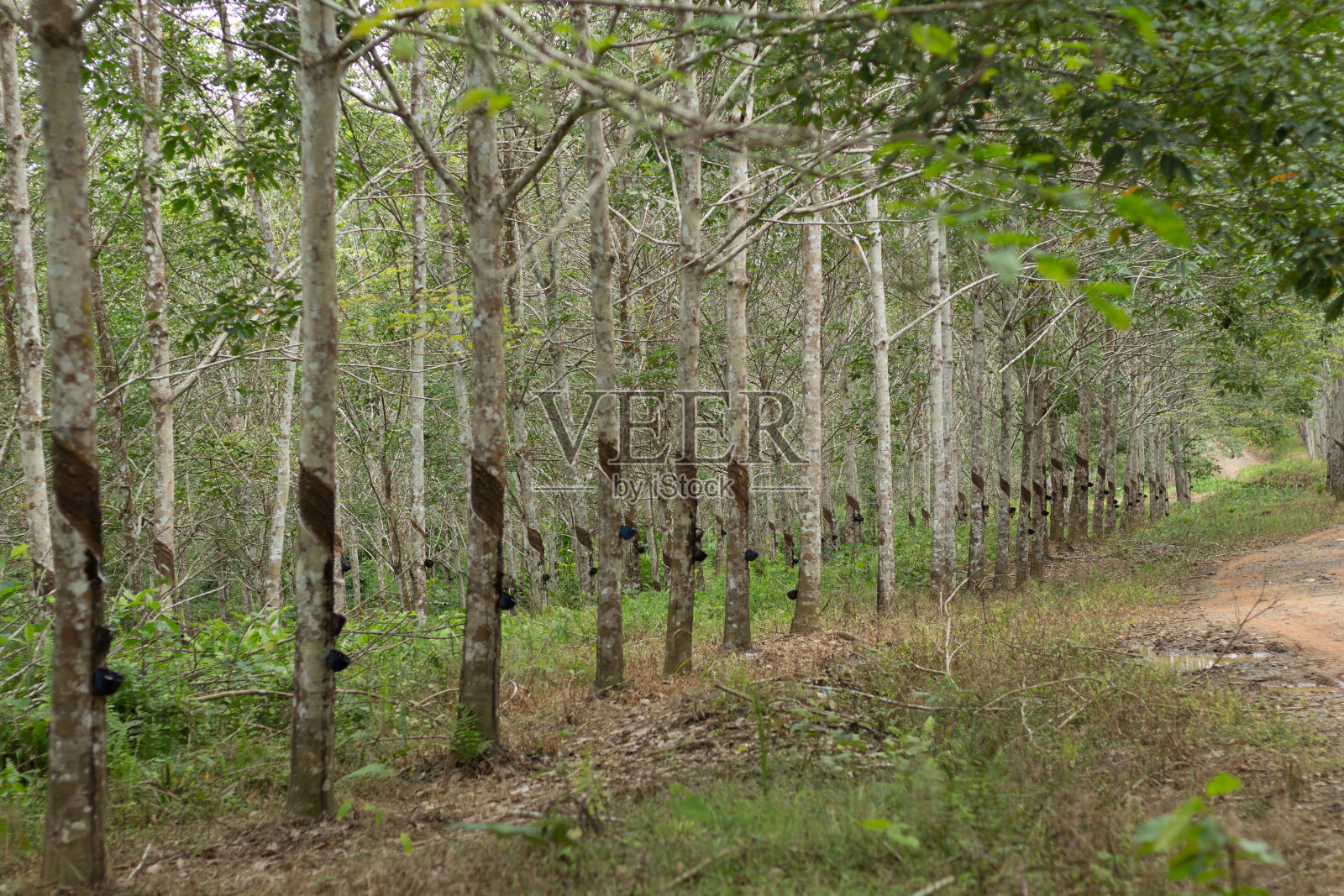 在婆罗洲雨林的橡胶树种植园照片摄影图片