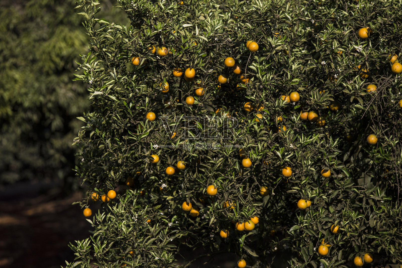 在巴西的橘子种植园里收获照片摄影图片